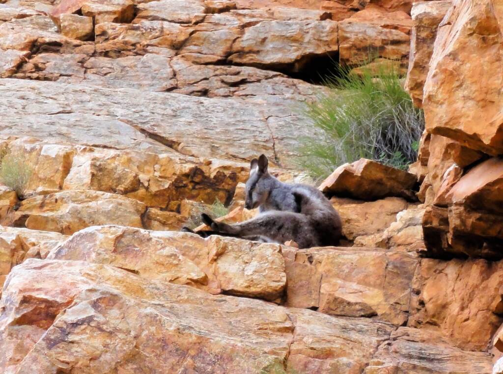 Black-footed Rock Wallaby, Ormiston Gorge