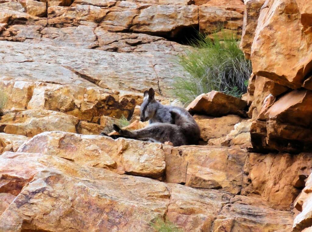 Black-footed Rock Wallaby, Ormiston Gorge