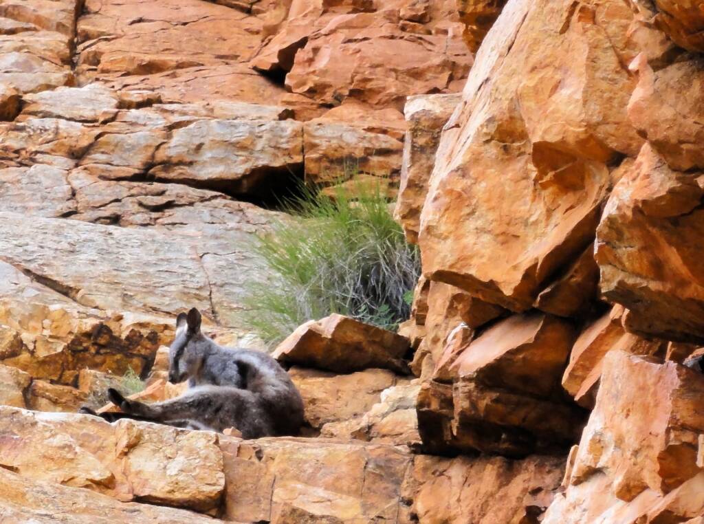 Black-footed Rock Wallaby, Ormiston Gorge
