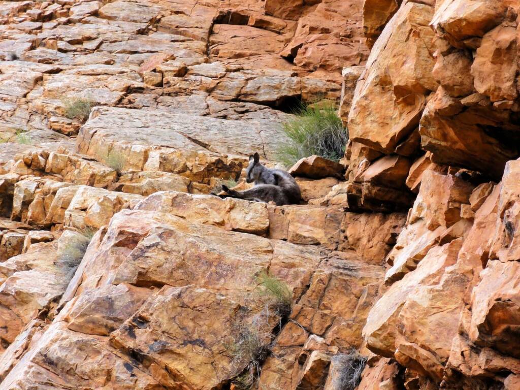 Black-footed Rock Wallaby, Ormiston Gorge