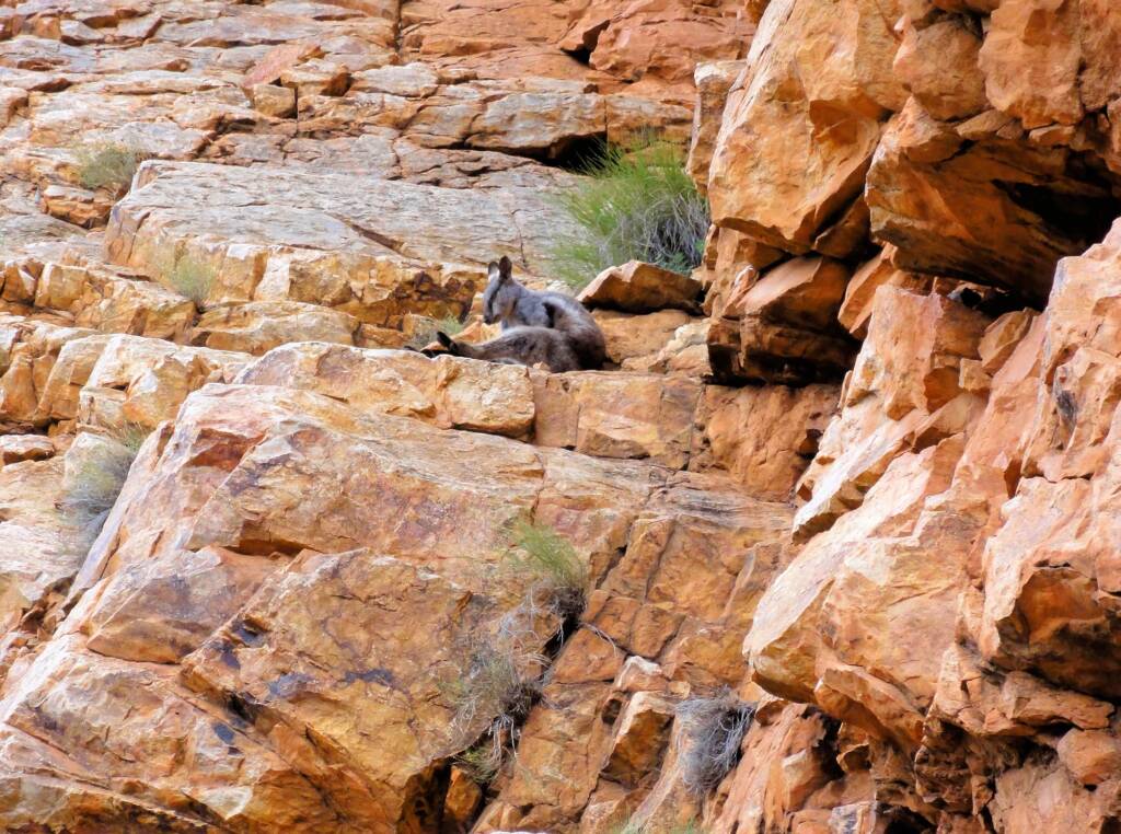 Black-footed Rock Wallaby, Ormiston Gorge
