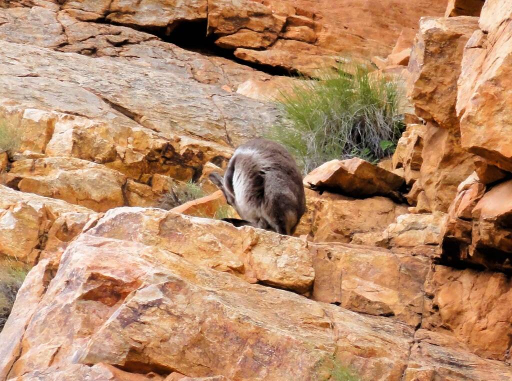 Black-footed Rock Wallaby, Ormiston Gorge
