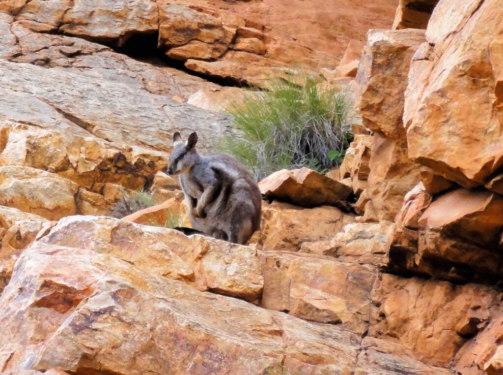 Black-footed Rock Wallaby, Ormiston Gorge