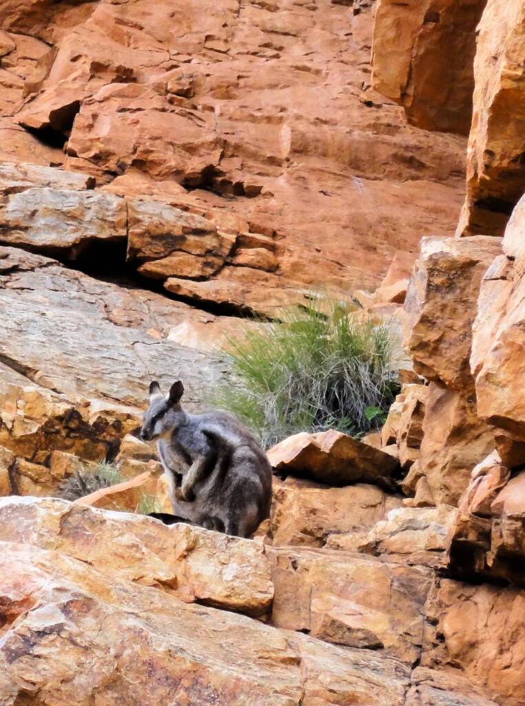 Black-footed Rock Wallaby, Ormiston Gorge