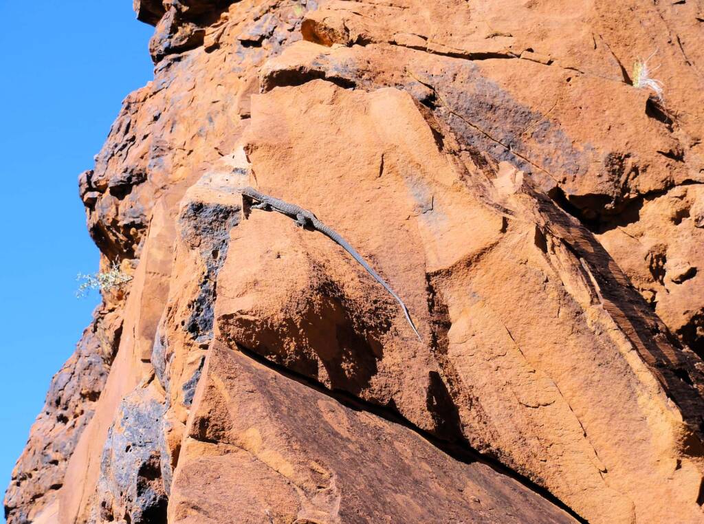 Black Headed Goanna (Varanus tristis orientalis), Finke Gorge National Park