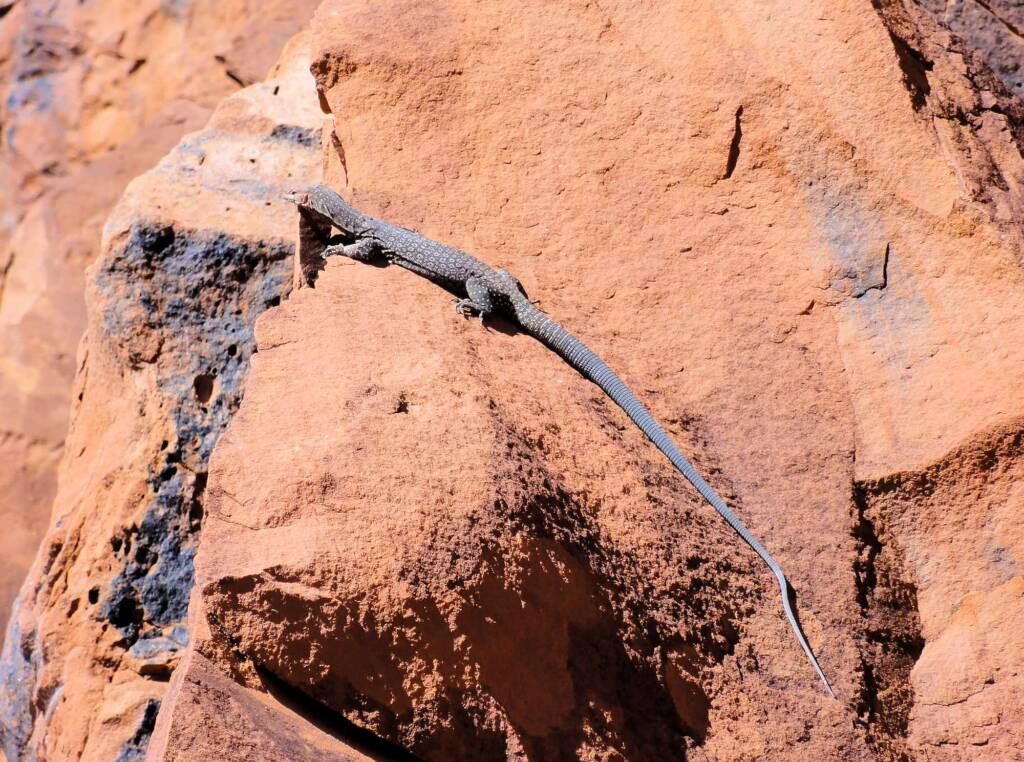 Black Headed Goanna (Varanus tristis orientalis), Finke Gorge National Park