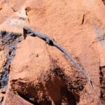 Black Headed Goanna (Varanus tristis orientalis), Finke Gorge National Park