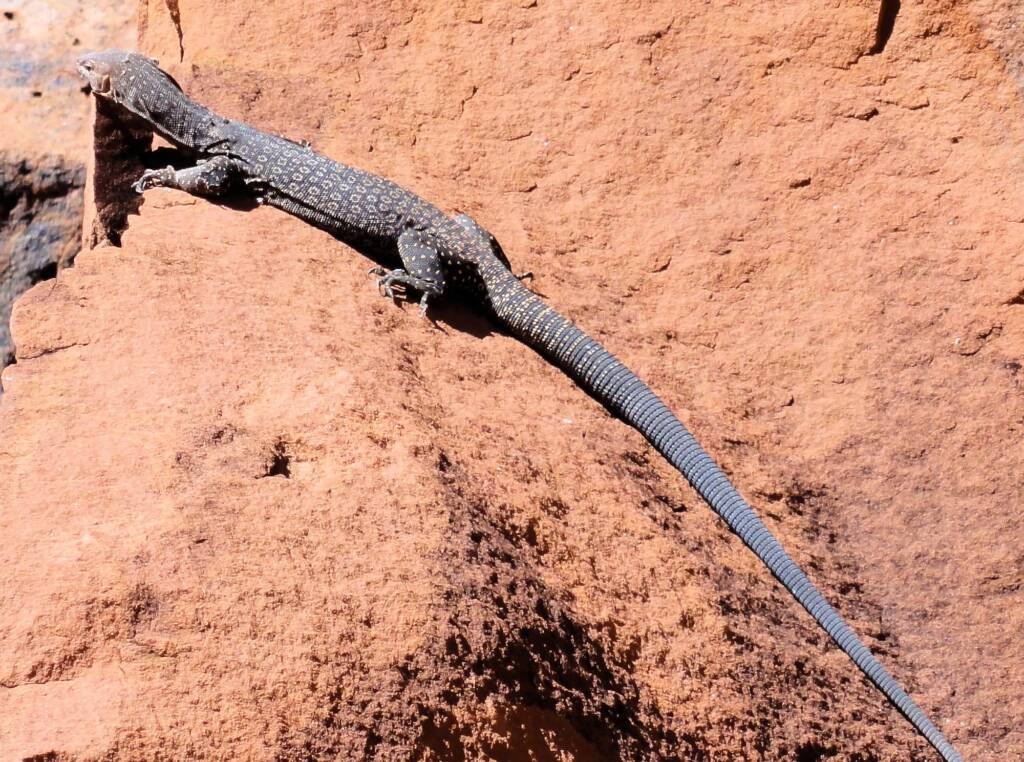 Black Headed Goanna (Varanus tristis orientalis), Finke Gorge National Park