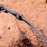 Black Headed Goanna (Varanus tristis orientalis), Finke Gorge National Park