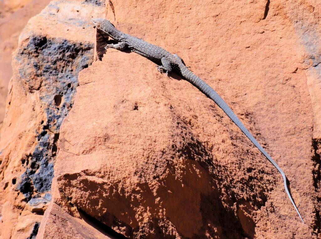 Black Headed Goanna (Varanus tristis orientalis), Finke Gorge National Park