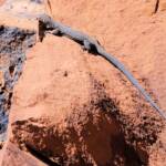 Black Headed Goanna (Varanus tristis orientalis), Finke Gorge National Park
