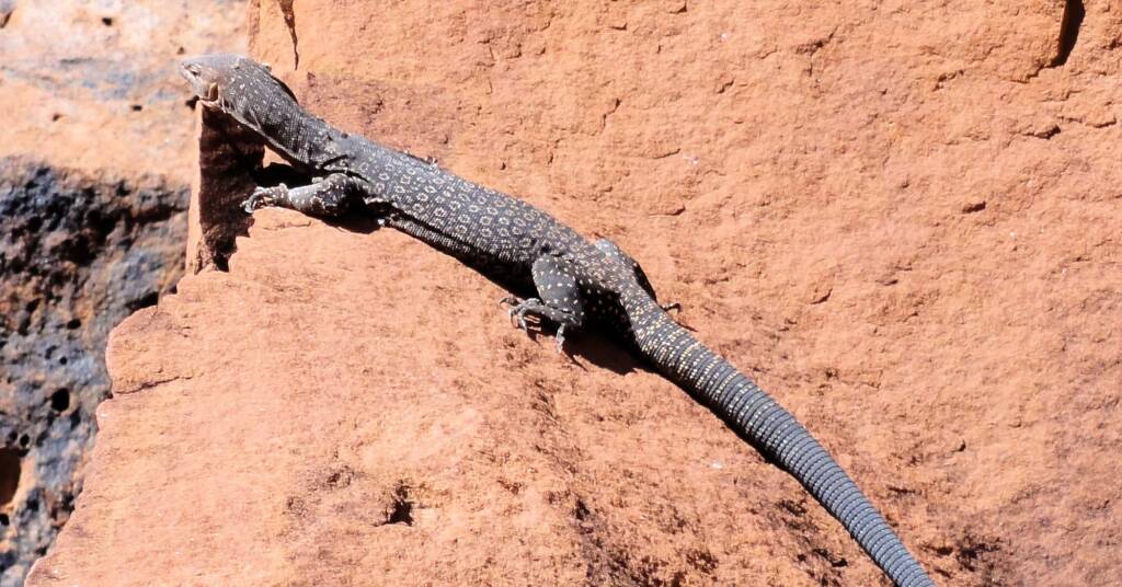 Black Headed Goanna (Varanus tristis orientalis), Finke Gorge National Park