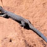 Black Headed Goanna (Varanus tristis orientalis), Finke Gorge National Park