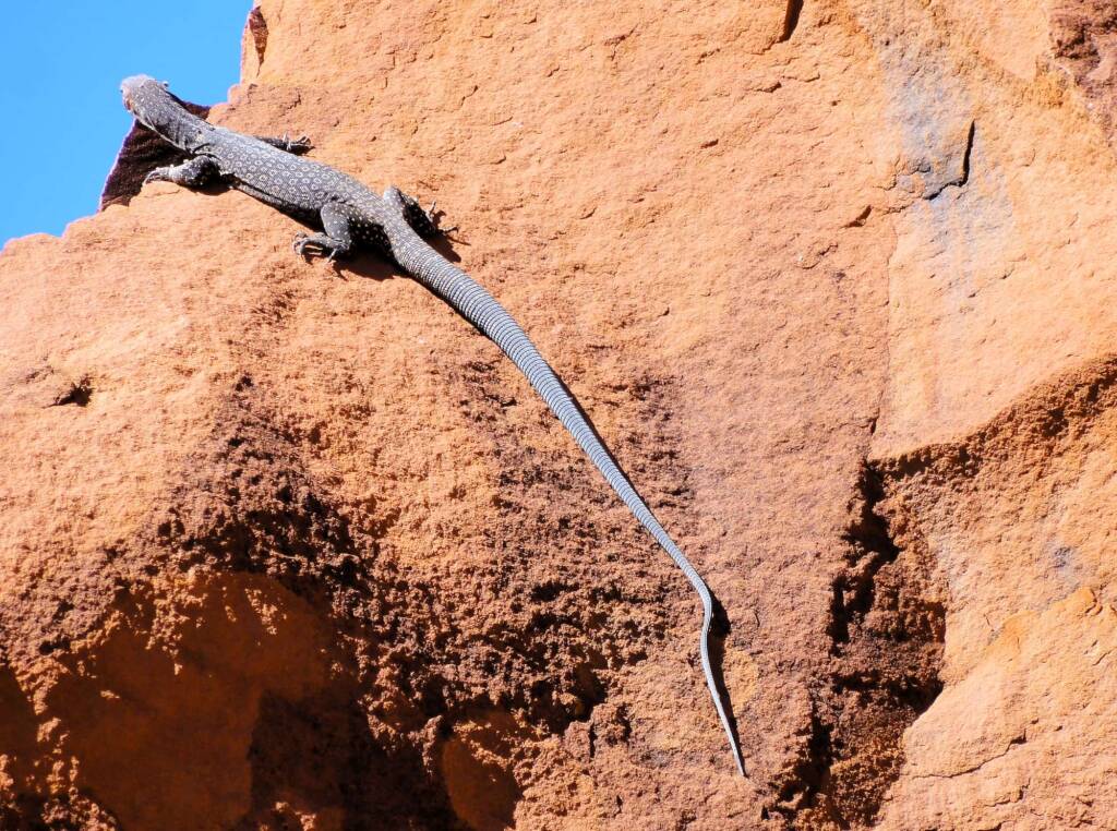Black Headed Goanna (Varanus tristis orientalis), Finke Gorge National Park