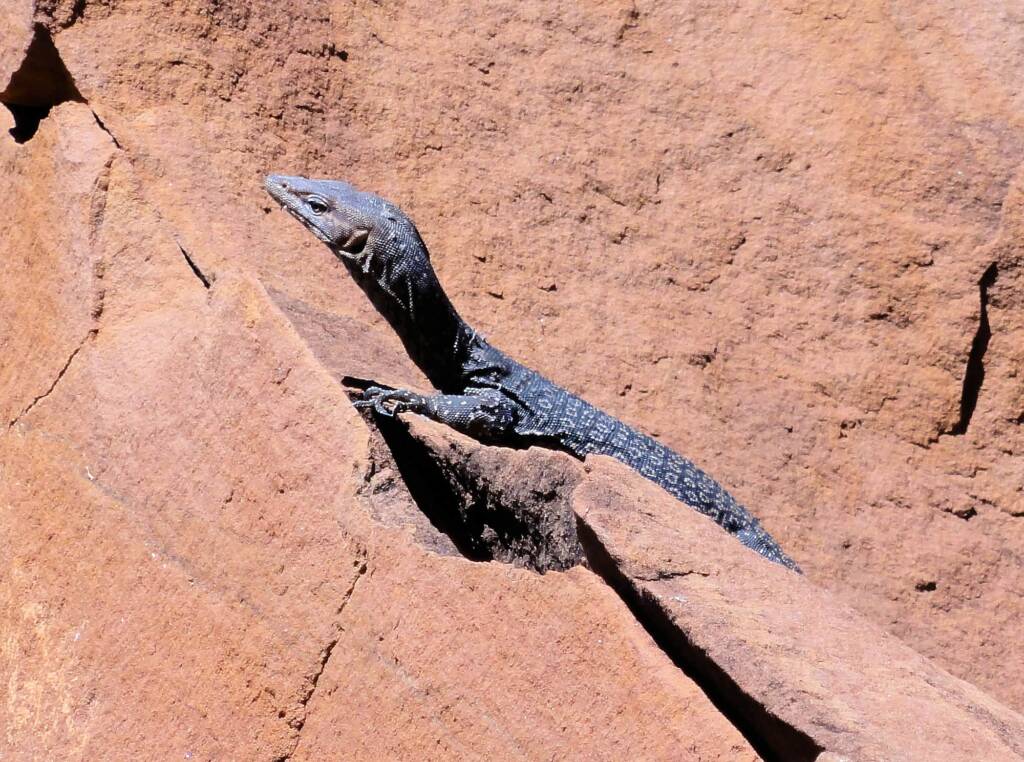 Black Headed Goanna (Varanus tristis orientalis), Finke Gorge National Park