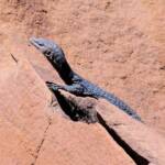 Black Headed Goanna (Varanus tristis orientalis), Finke Gorge National Park
