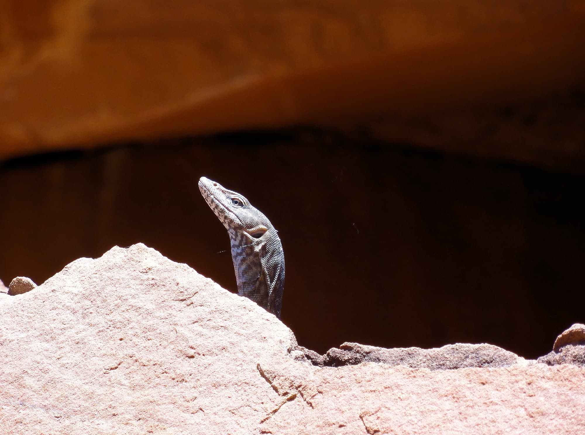 Black Headed Goanna (Varanus tristis orientalis), Finke Gorge National Park