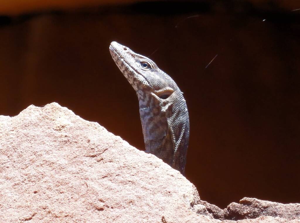 Black Headed Goanna (Varanus tristis orientalis), Finke Gorge National Park