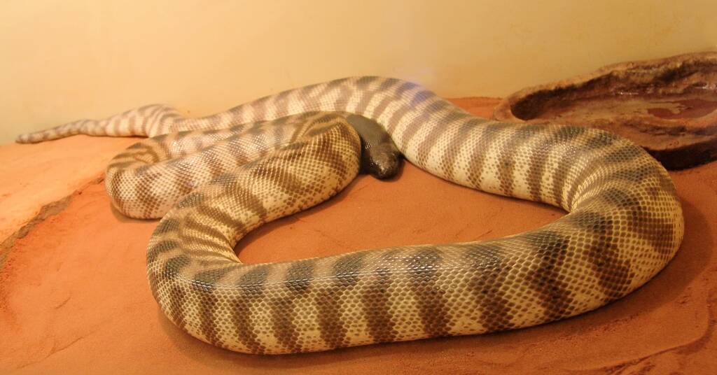 Black-headed Python (Aspidites melanocephalus), Alice Springs Reptile Centre