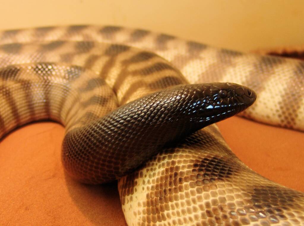 Black-headed Python (Aspidites melanocephalus), Alice Springs Reptile Centre