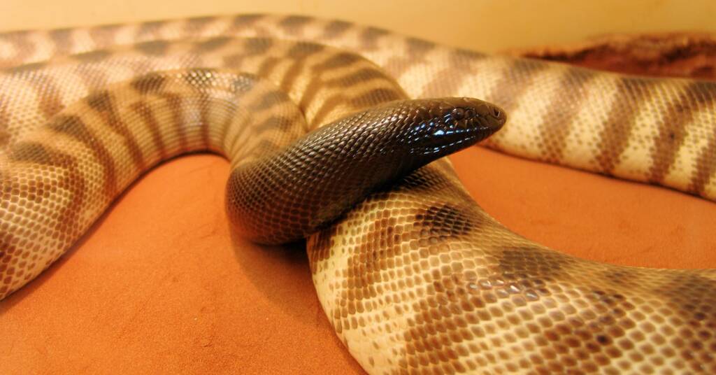 Black-headed Python (Aspidites melanocephalus), Alice Springs Reptile Centre