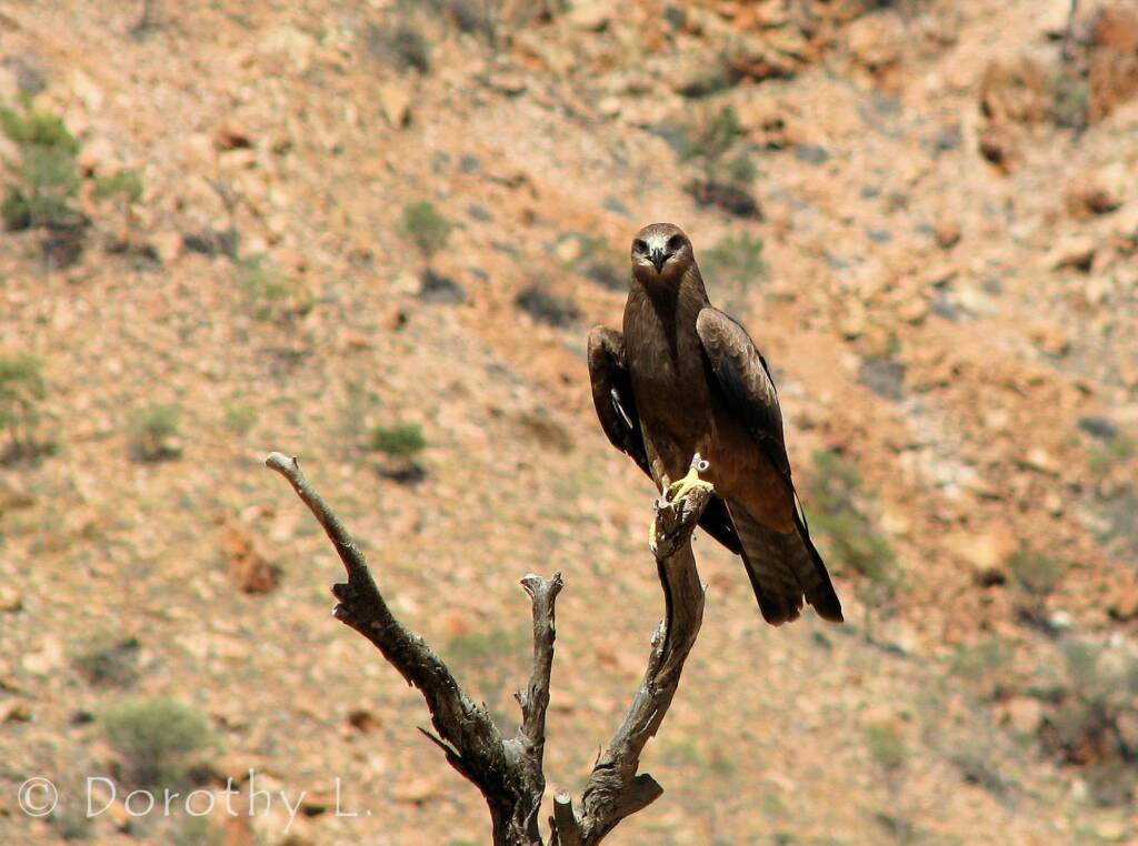 Black Kite (Milvus migrans) - Birds of Prey Show, Alice Springs Desert Park