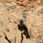 Black Kite (Milvus migrans) - Birds of Prey Show, Alice Springs Desert Park
