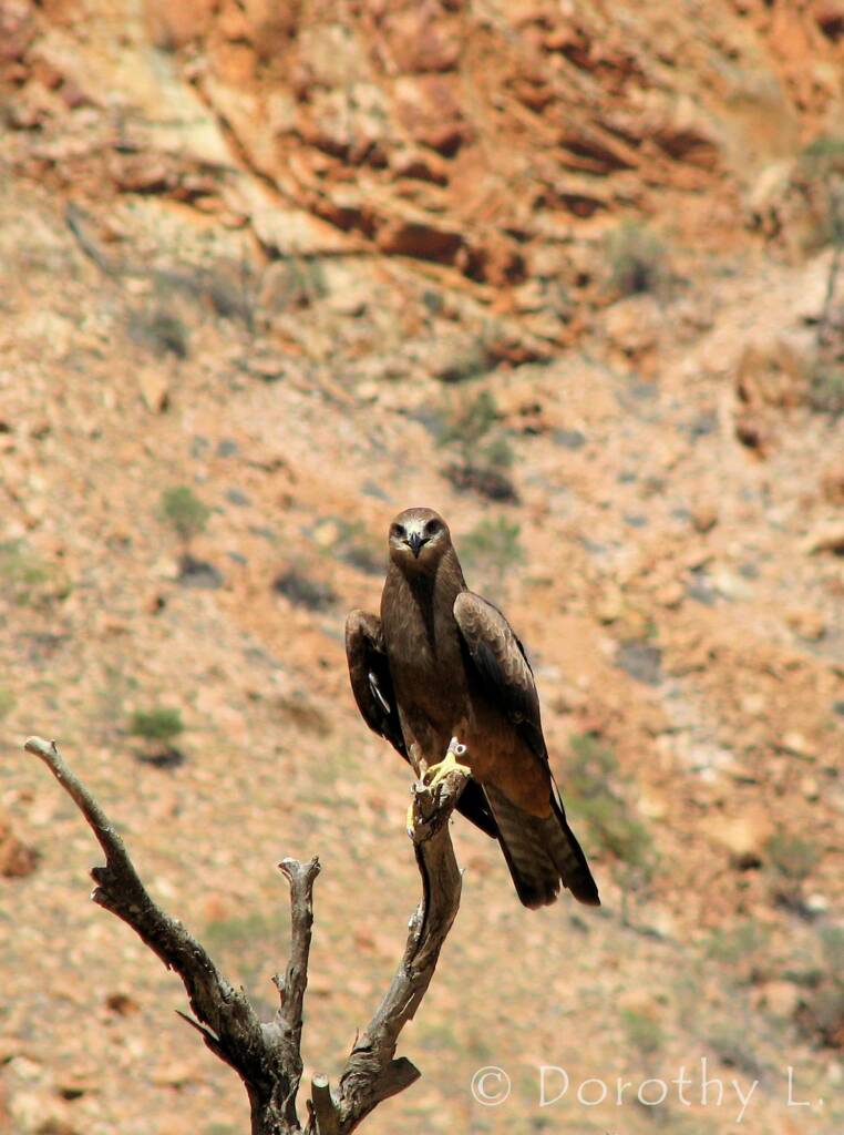 Black Kite (Milvus migrans) - Birds of Prey Show, Alice Springs Desert Park