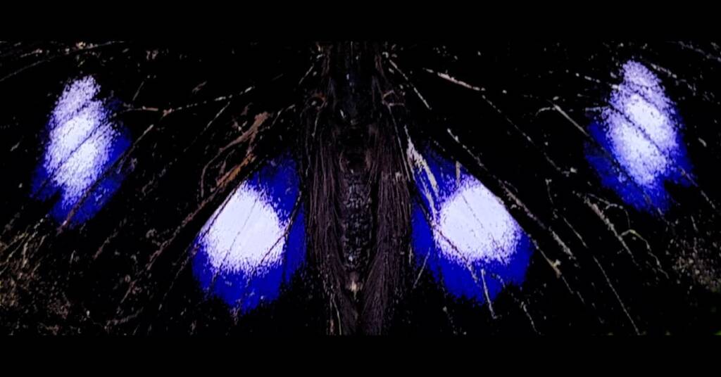 Blue Moon Butterfly