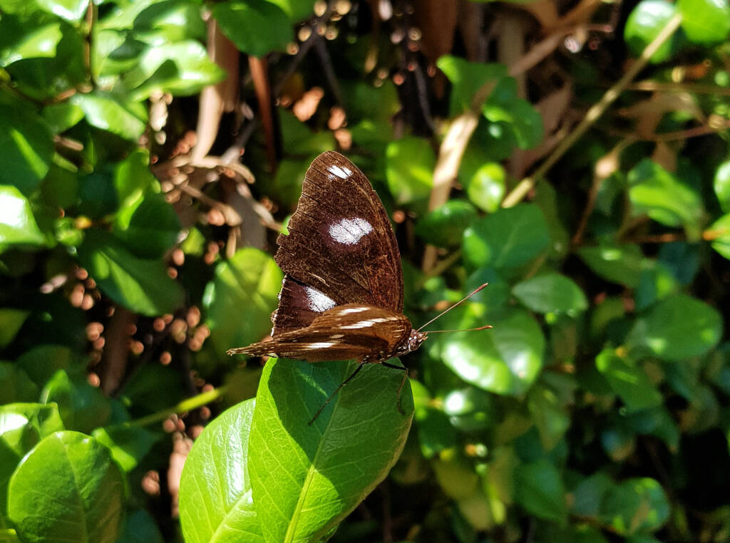Common Eggfly Butterfly / Blue Moon Butterfly