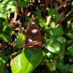 Common Eggfly Butterfly / Blue Moon Butterfly