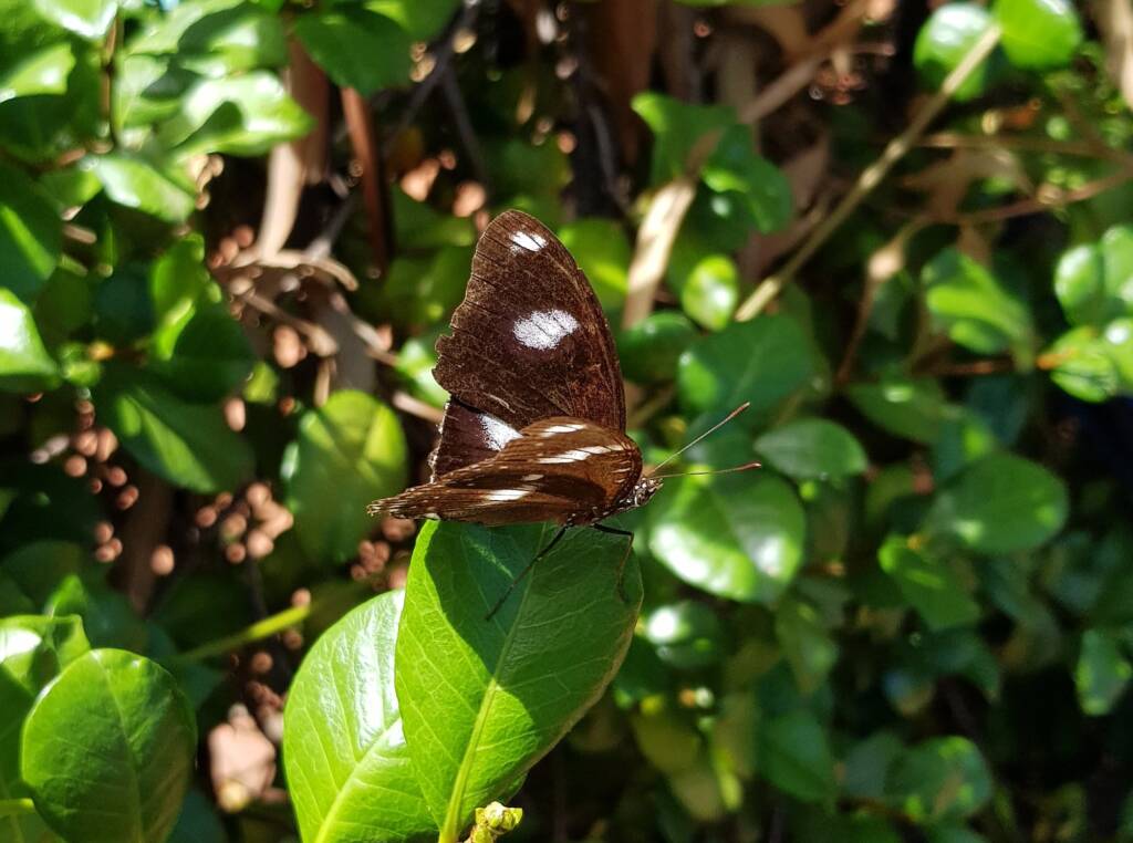 Common Eggfly Butterfly / Blue Moon Butterfly