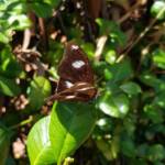 Common Eggfly Butterfly / Blue Moon Butterfly