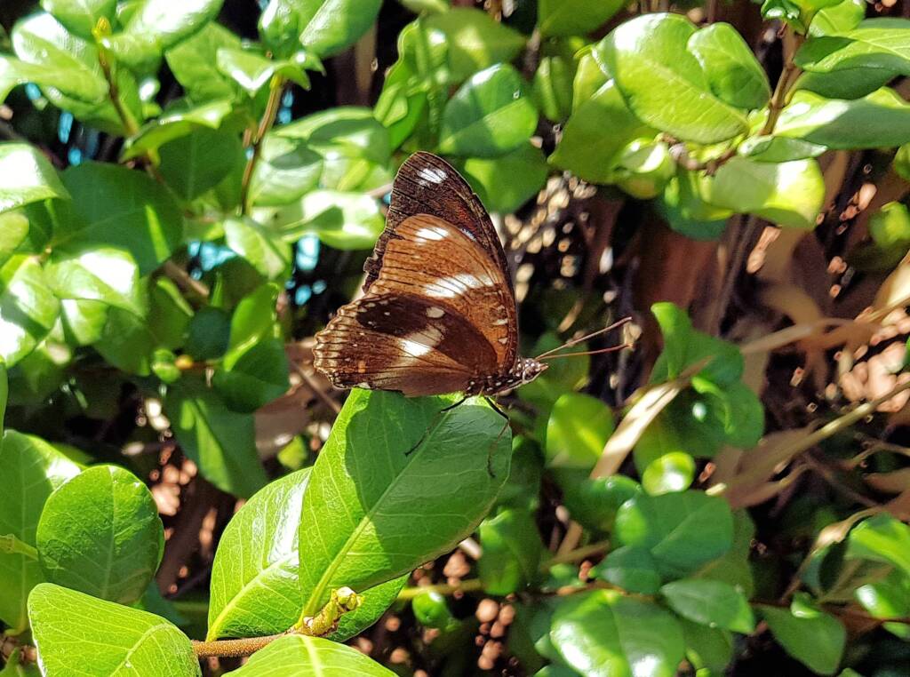 Common Eggfly Butterfly / Blue Moon Butterfly