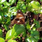Common Eggfly Butterfly / Blue Moon Butterfly