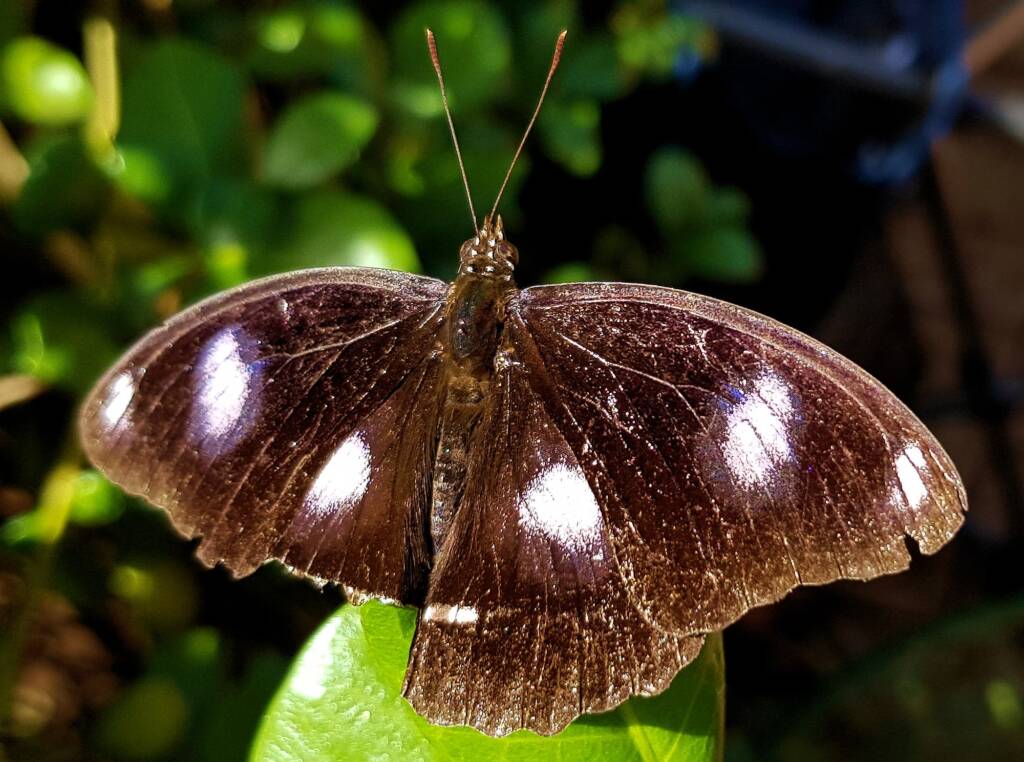 Common Eggfly Butterfly / Blue Moon Butterfly