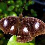 Common Eggfly Butterfly / Blue Moon Butterfly