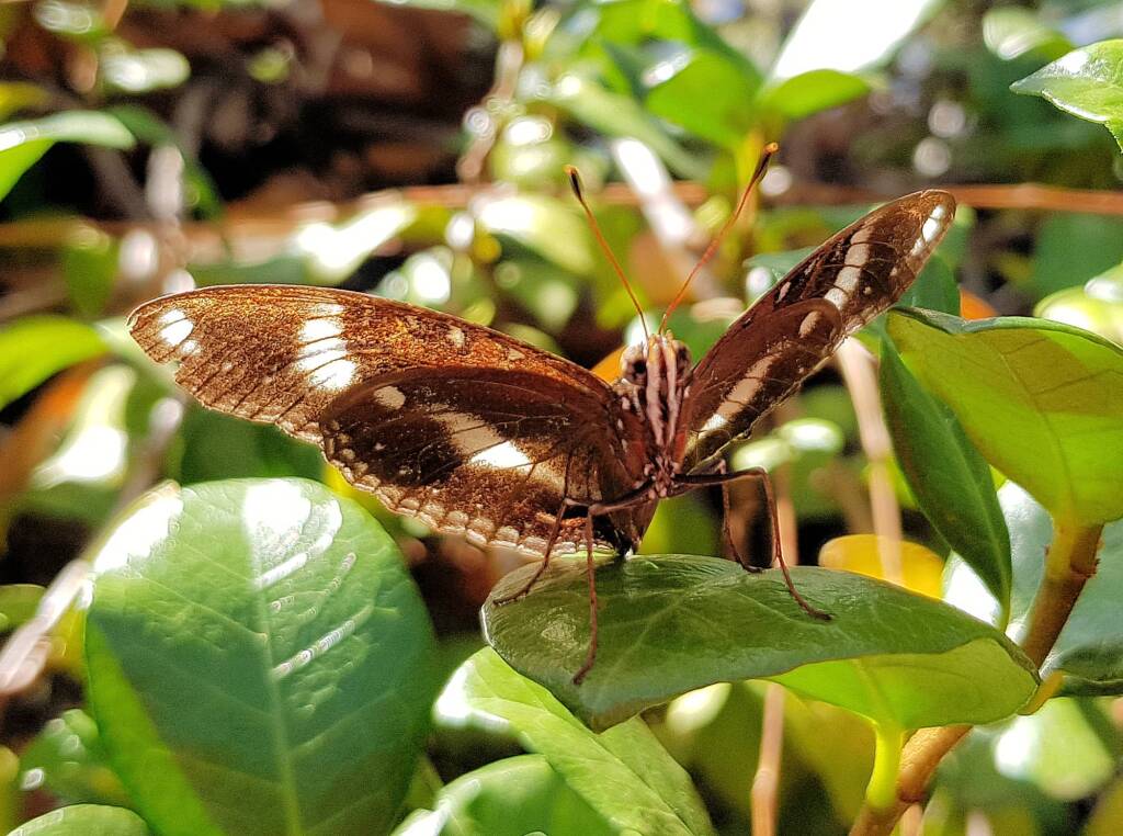 Common Eggfly Butterfly / Blue Moon Butterfly