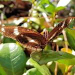 Common Eggfly Butterfly / Blue Moon Butterfly
