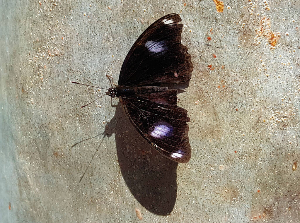 Common Eggfly Butterfly / Blue Moon Butterfly