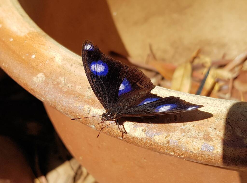 Common Eggfly Butterfly / Blue Moon Butterfly