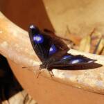 Common Eggfly Butterfly / Blue Moon Butterfly