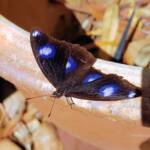 Common Eggfly Butterfly / Blue Moon Butterfly