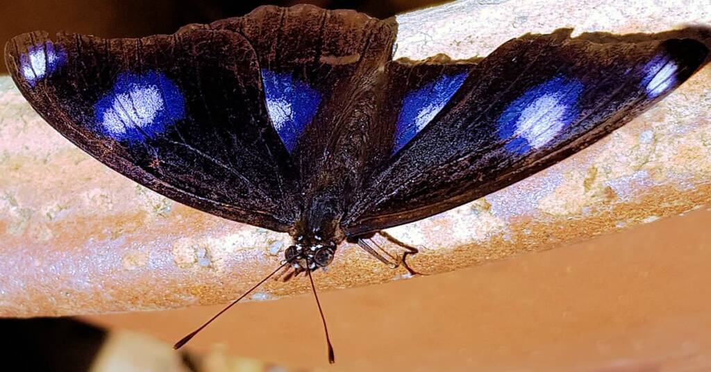 Blue Moon Butterfly