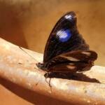 Common Eggfly Butterfly / Blue Moon Butterfly