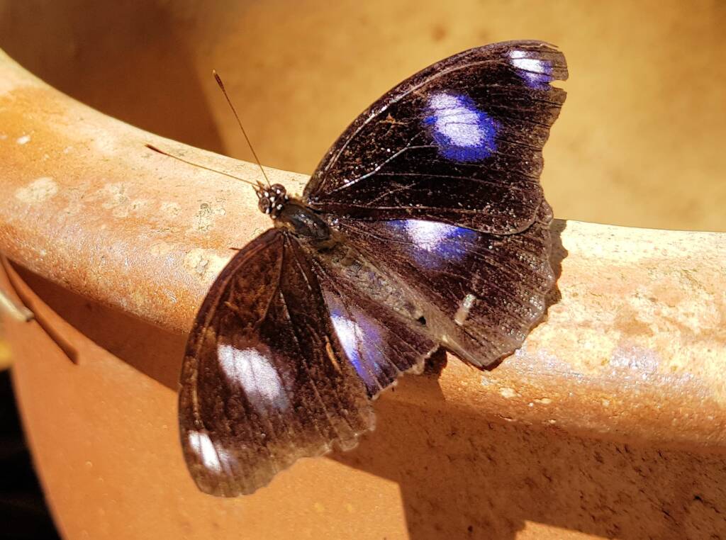 Common Eggfly Butterfly / Blue Moon Butterfly