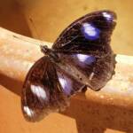 Common Eggfly Butterfly / Blue Moon Butterfly