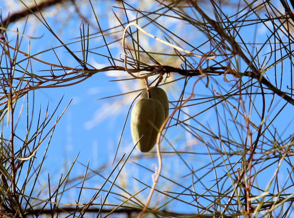 Bush Banana on Minni Richi tree
