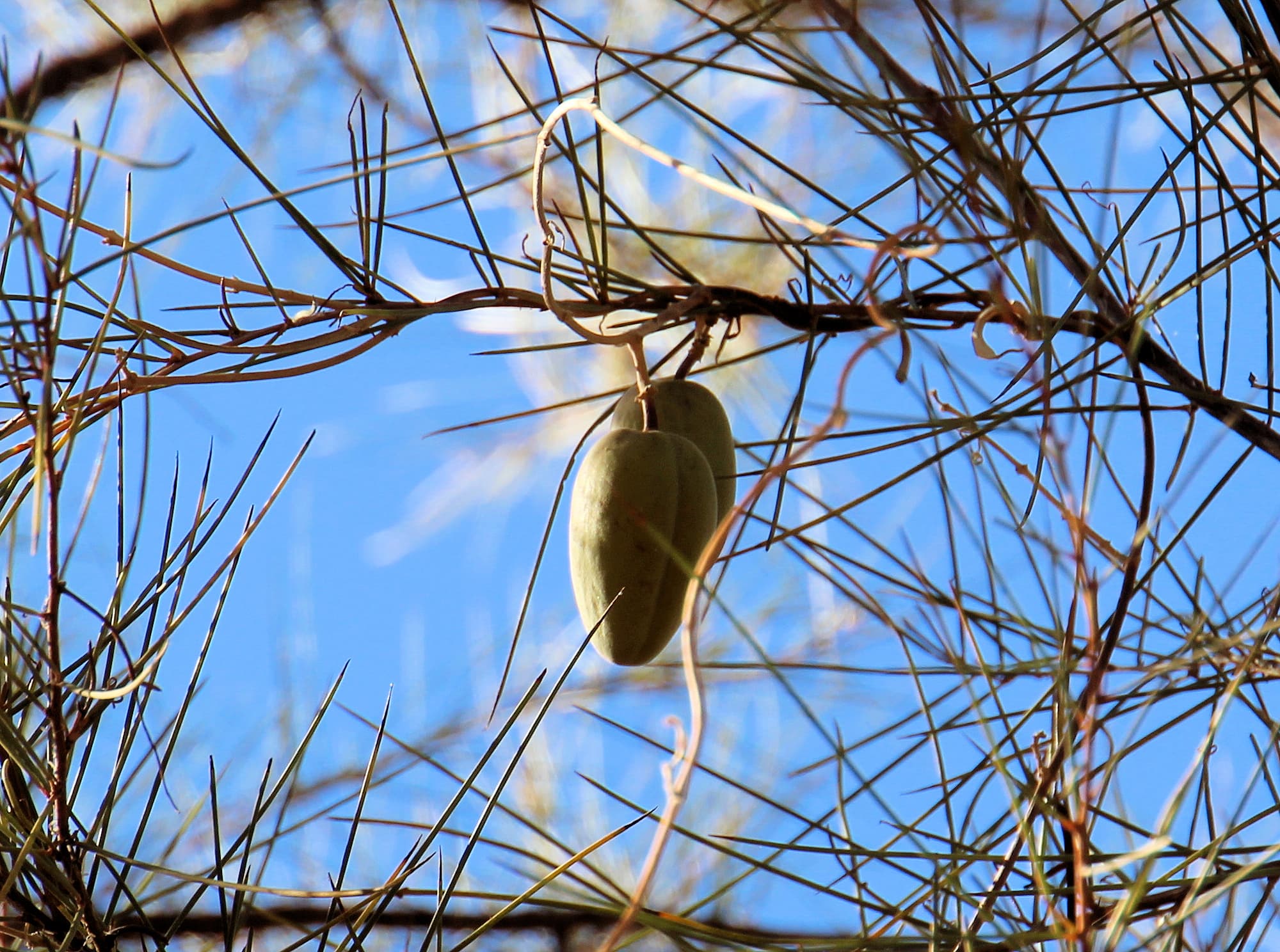 Bush Banana on Minni Richi tree