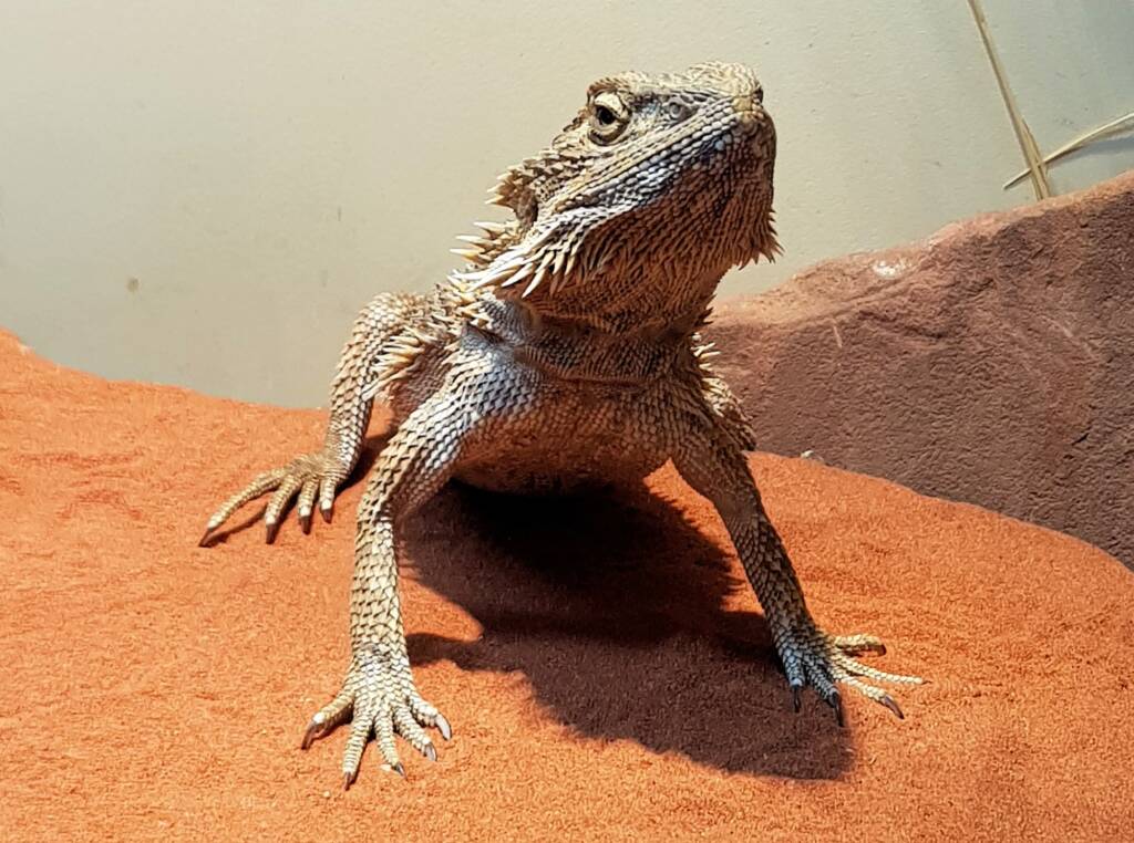 Central Bearded Dragon (Pogona vitticeps), Alice Springs Reptile Centre